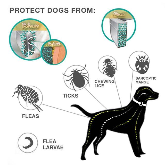 Flea & Tick Protective Pet Collar